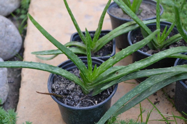 Cserepes Orvosi alo ( Aloe Vera )