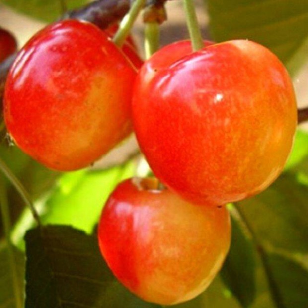 Cseresznye Vega Prunus subg. Cerasus kontneres
