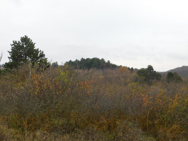 Cserszegtomajon mad�rcsicserg�s  helyen telek elad�