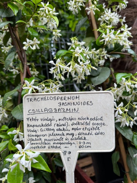 Csillagjzmin (Trachelospermum jasminoides)