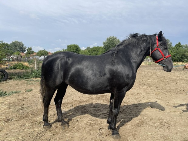 Csinos fekete deres kanca elad 