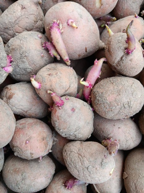 Csrs balatoni rzsa vetkrumpli elad