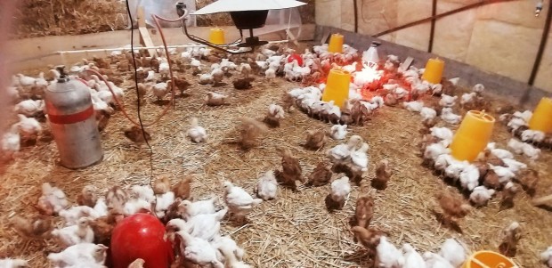 Csirke  fehr s piros