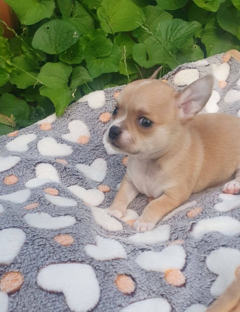 Csivava Chihuahua kiskutyk