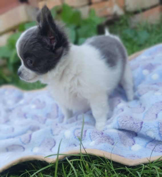 Csivava Chihuahua kislny klyk orszgos Gyi szlltssal
