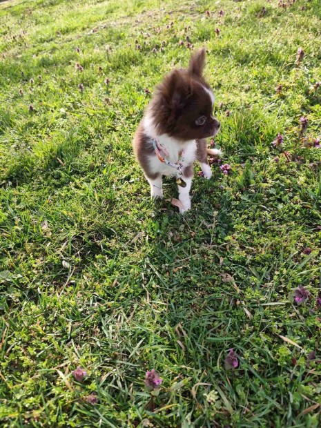 Csivava Chihuahua k�ly�k Budapesti Sz�ll�t�s lehets�ges