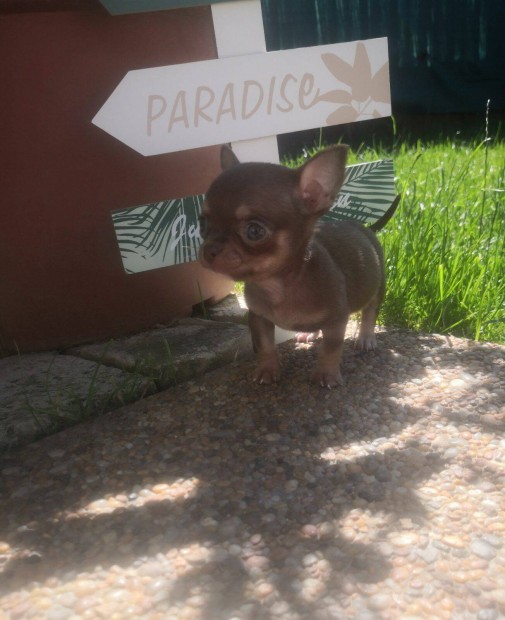 Csivava Tenyszttl Chihuahua egszsges,energikus klyk