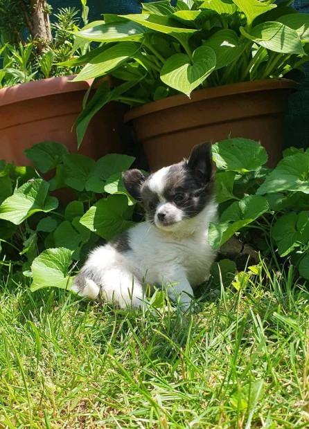 Csivava- Chihuahua kék foltos kislány