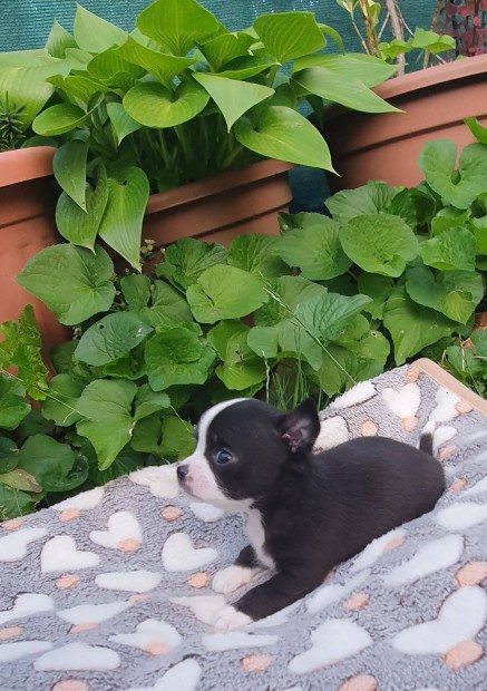 Csivava fekete-fehr klyk Chihuahua
