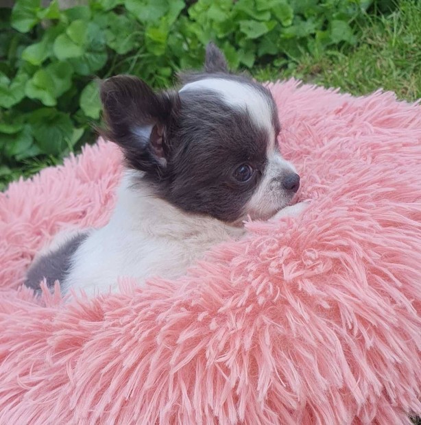 Csivava hosszú szőrű Chihuahua
