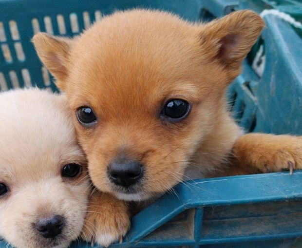 Csivava jelleg� kisfi� ingyen �r�kbefogadthat�