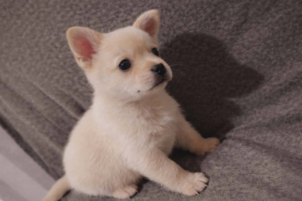 Csivava jelleg� kutyusok ingyen �r�kbefogadthat�k