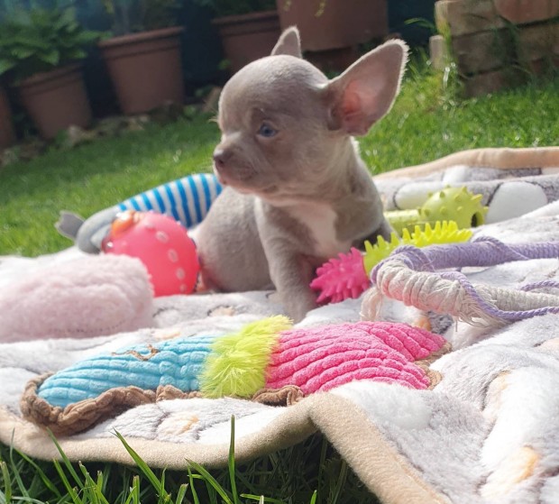 Csivava kiskutyák Chihuahua