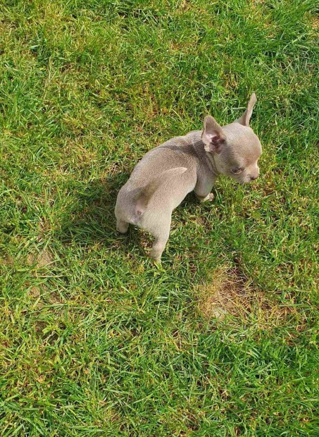 Csivava lila-lilac színű chihuahua kishölgy
