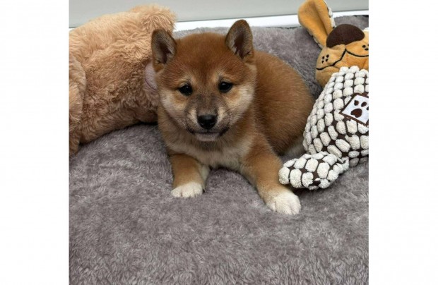 Csods Shiba inu kislny gazdijt keresi Puppy