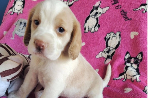 Csodaszp Bicolor Beagle baba