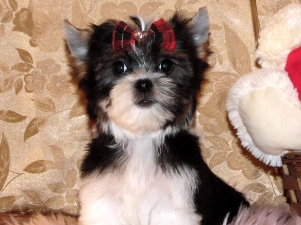 Csodaszp Biewer Yorkshire terrier, Yorki trzsknyves kiskutya