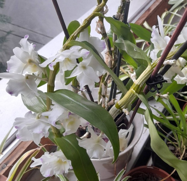 Csodaszép Dendrobium nobile orchidea