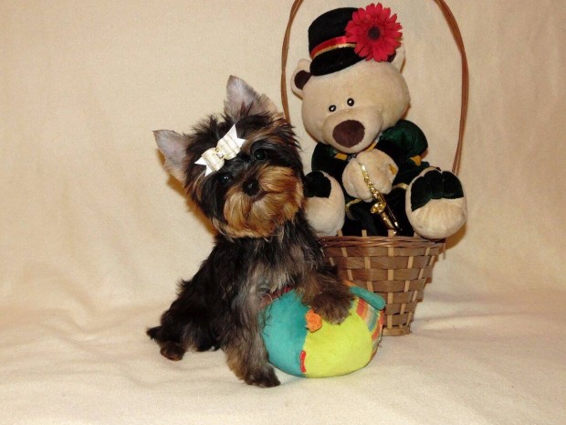 Csodaszp Yorkshire terrier, Yorki Trzsknyves, mini