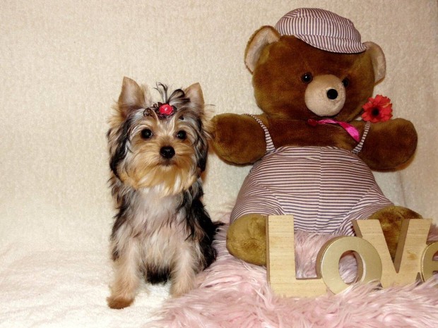 Csodaszép Yorkshire terrier, Yorki lány törzskönyv, minden oltás!