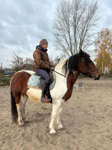 Csodaszp, ers testalkat tarka kancal