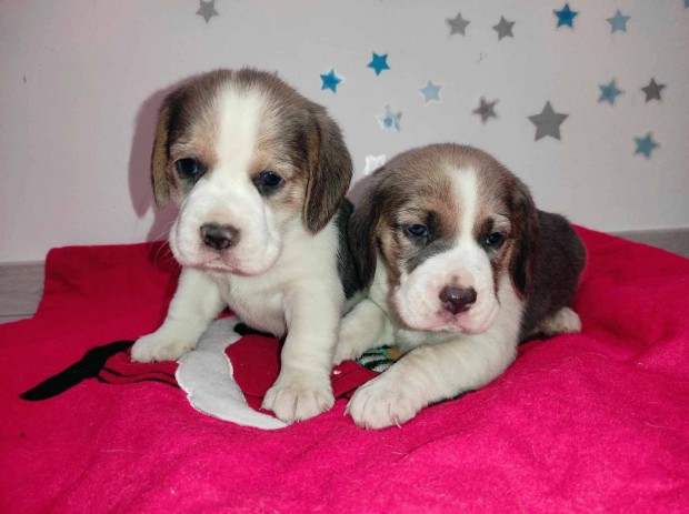 Csodaszp beagle babk