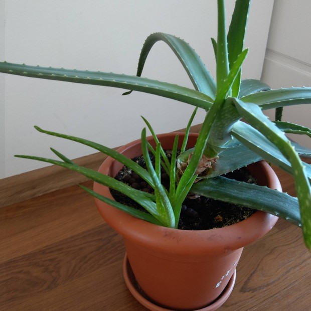 Csodaszp nagy aloevera kicsnyekkel