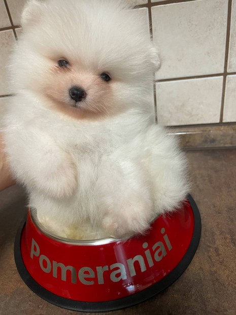 Csodaszép törzskönyves pomeraniai garanciával , tenyésztőtől