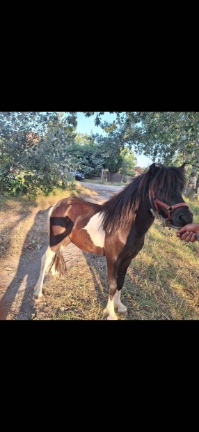 Csdr poni elado 1 eves tej fogu tok szelid ar 150 ezer