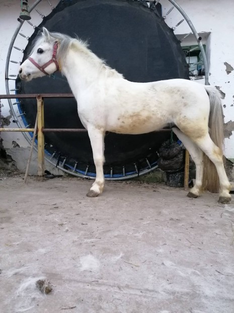 Csődör póni eladó, cserélhető.