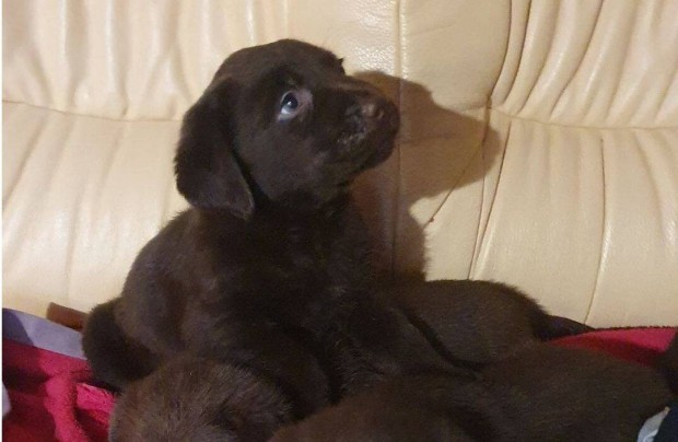 Csoki labrador fajtatiszta jellegű kiskutyák ingyen elvihetőek!