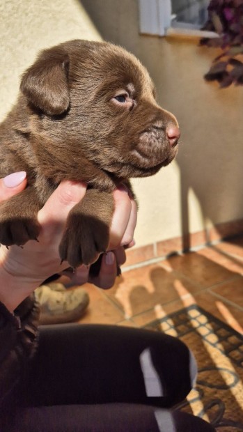 Csoki labrador fajtatiszta jelleg kiskutyk ingyen elvihetk!