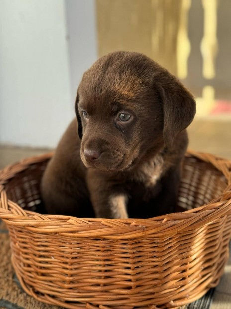 Csoki labrador fajtatiszta jelleg kislny ingyen elvihet