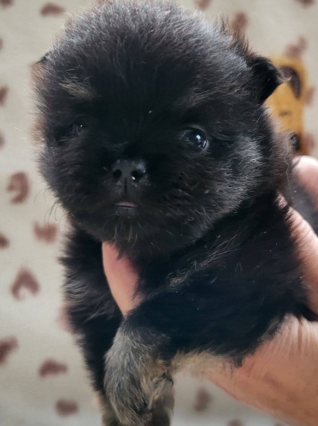 Csoki-tan, black and tan pomerniai trpespicc jelleg kiskutya