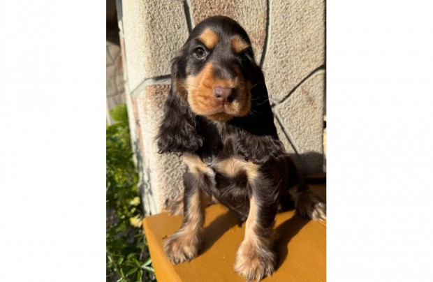 Csoki tan angol cocker spániel kiskutya