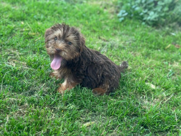 Csoki yorki / Yorkshire terrier kiskutyák gazdát keresnek