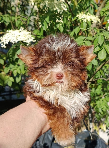 Csokoládé Yorkshire terrier, csoki yorki, yorkie