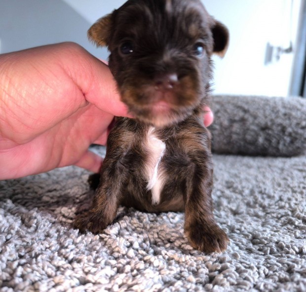 Csokoládé kan yorkshire terrier