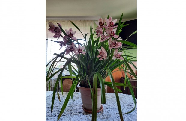 Csnak orchidea elad