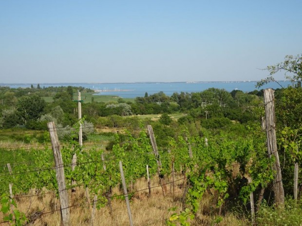 Csopakon panorms szlterlet elad