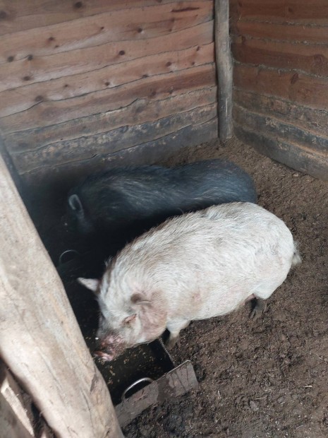 Cs�ng�has� diszn�k elad�