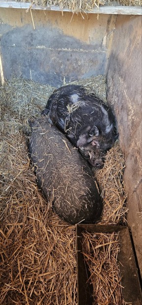 Cs�ng�has� p�r elad�