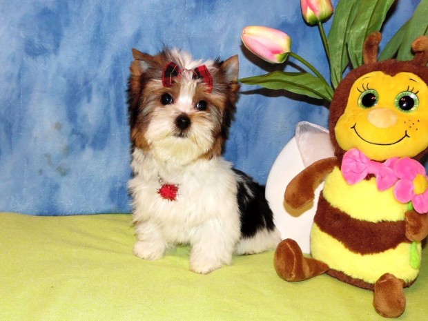 Cuki, T�rzsk�nyves mini Biewer Yorkshire terrier, Yorki