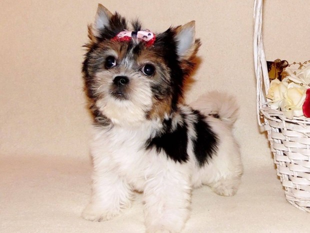 Cuki, trzsknyves Biewer Yorkshire terrier, Yorki kislny!