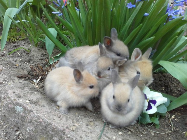 Cuki kicsi, t�rpeny�l, oroszl�nfej� ny�l