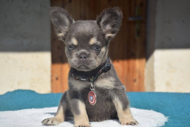 Cuki mini francia bulldog kisfi