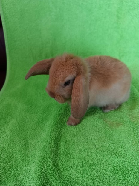Cuki törpenyúl kis gazdáját keresi