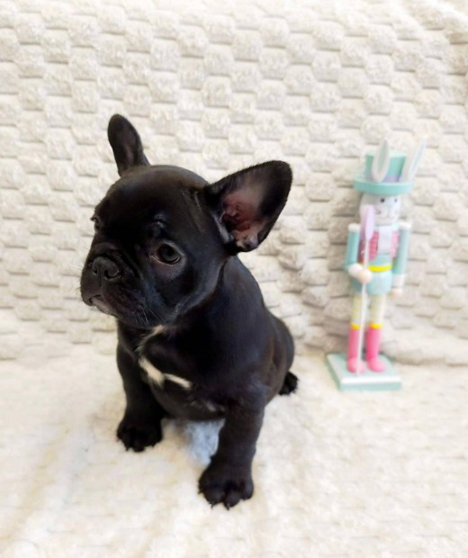 Cuki törzskönyves Francia Bulldog kiskutyák