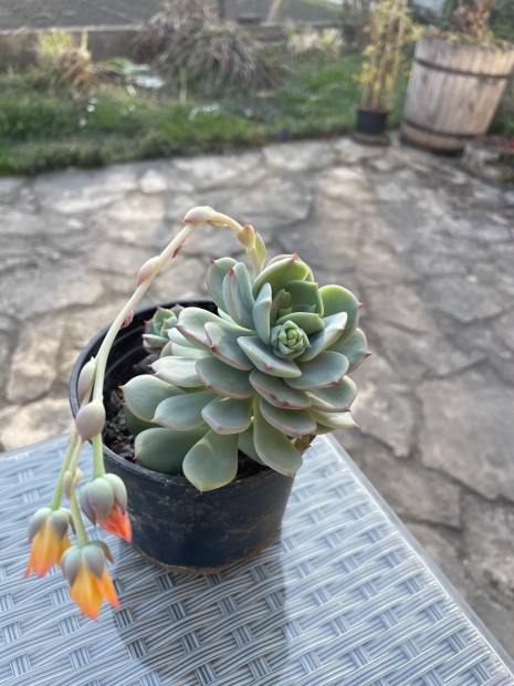 Cuki vir�gz� Pozsg�s K�sz�