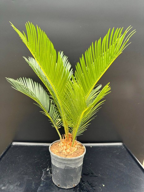 Cycas Revoluta